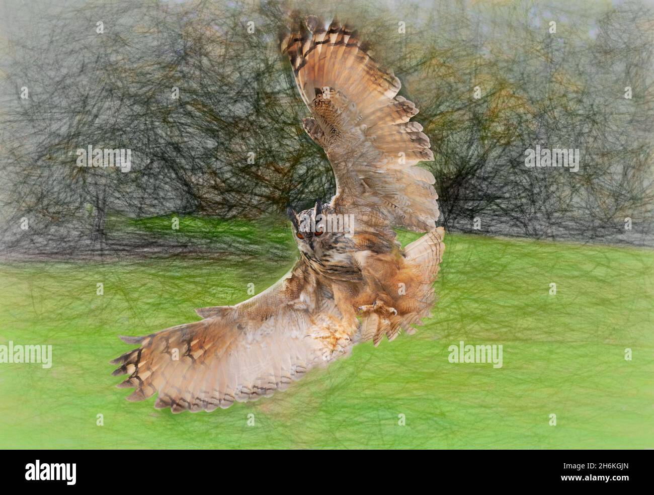 Eagle Owl photographed at Duncombe park Helmsley, North Yorkshire .  Bird of prey sanctuary. Stock Photo