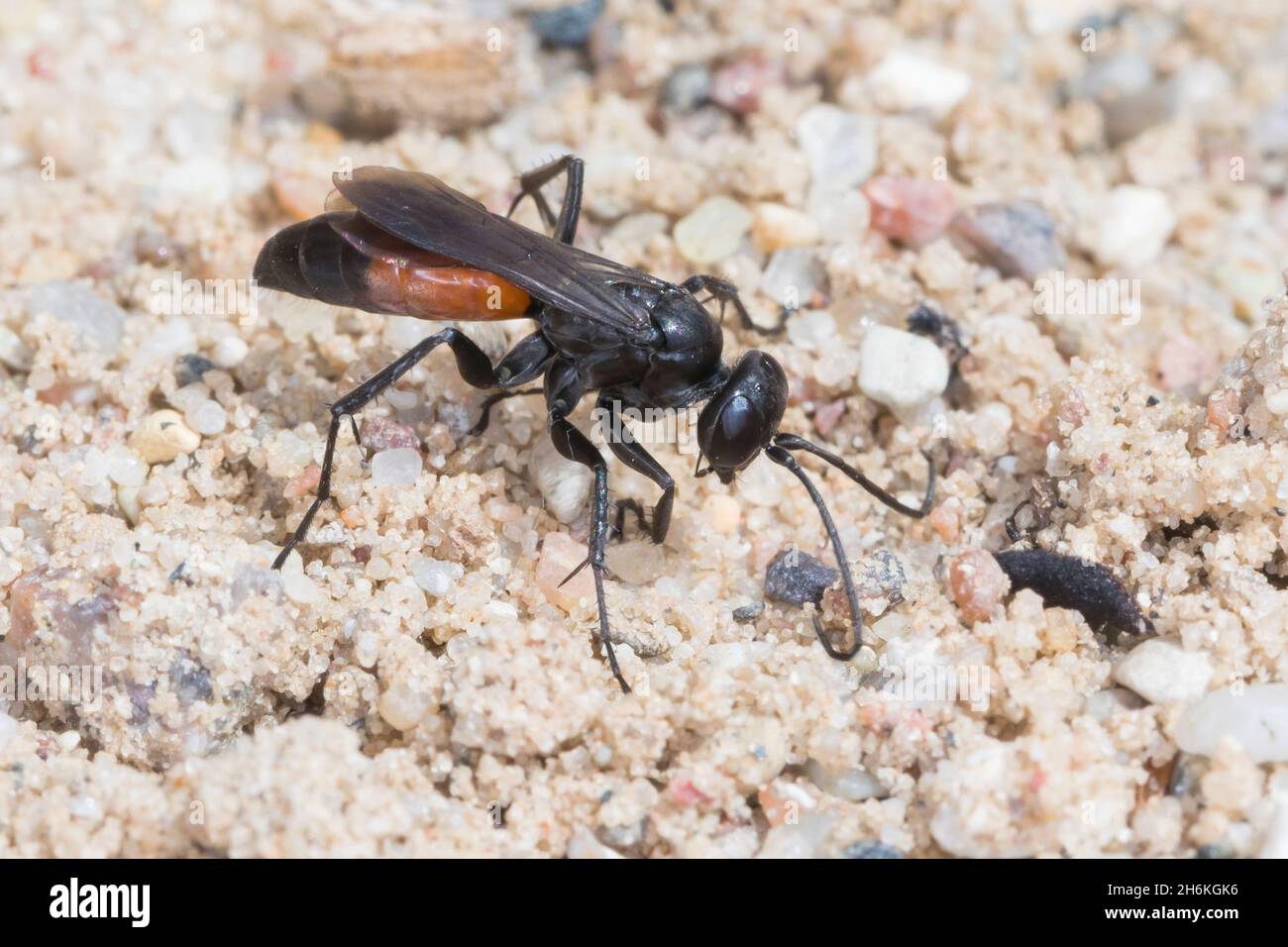 Wegwespe, Weg-Wespe, Arachnospila spec., spider wasp, Wegwespen, Pompilidae, pompilids, spider-hunting wasps, spider wasps Stock Photo