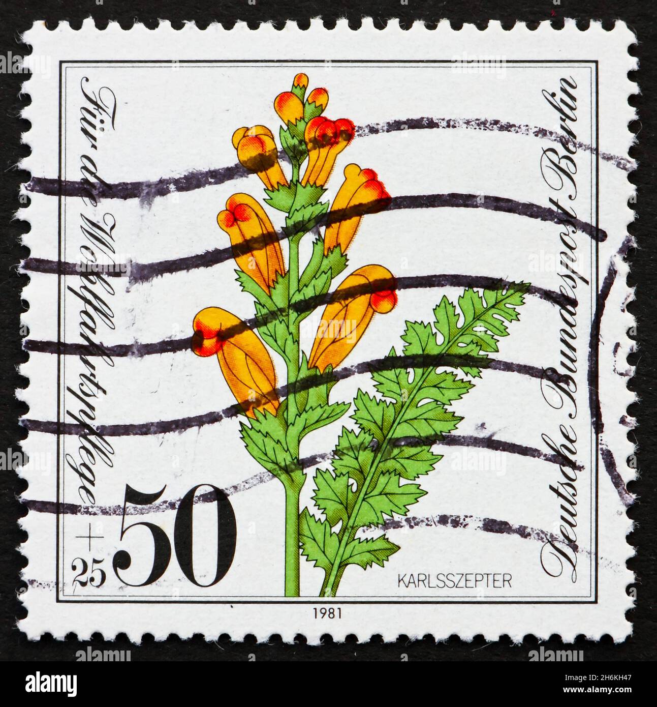GERMANY - CIRCA 1981: a stamp printed in the Germany Berlin shows Moor-King Lousewort, Pedicularis Sceptrum-Carolinum, Endangered Species, circa 1981 Stock Photo