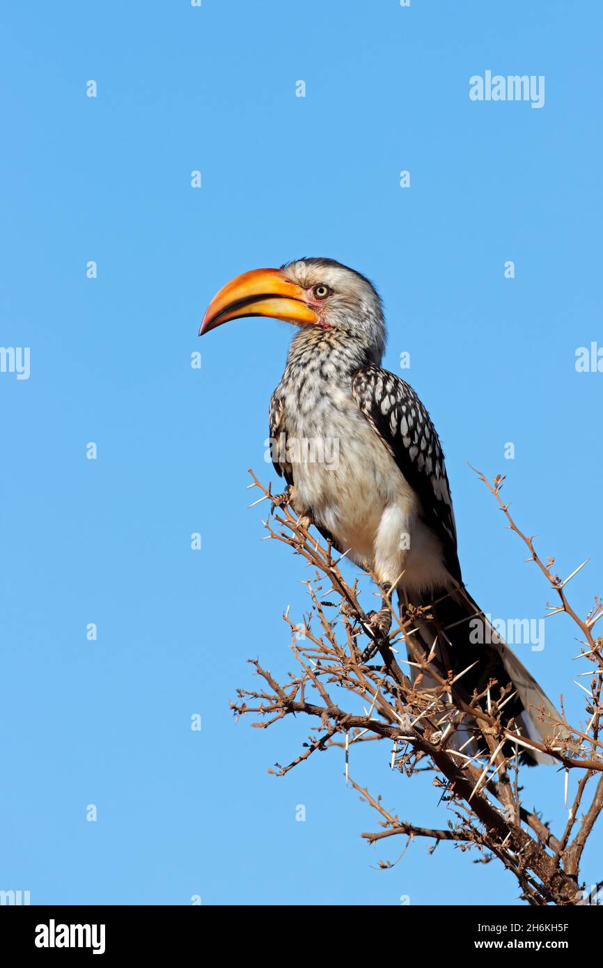 A yellow-billed hornbill (Tockus flavirostris) perched in a tree, South Africa Stock Photo