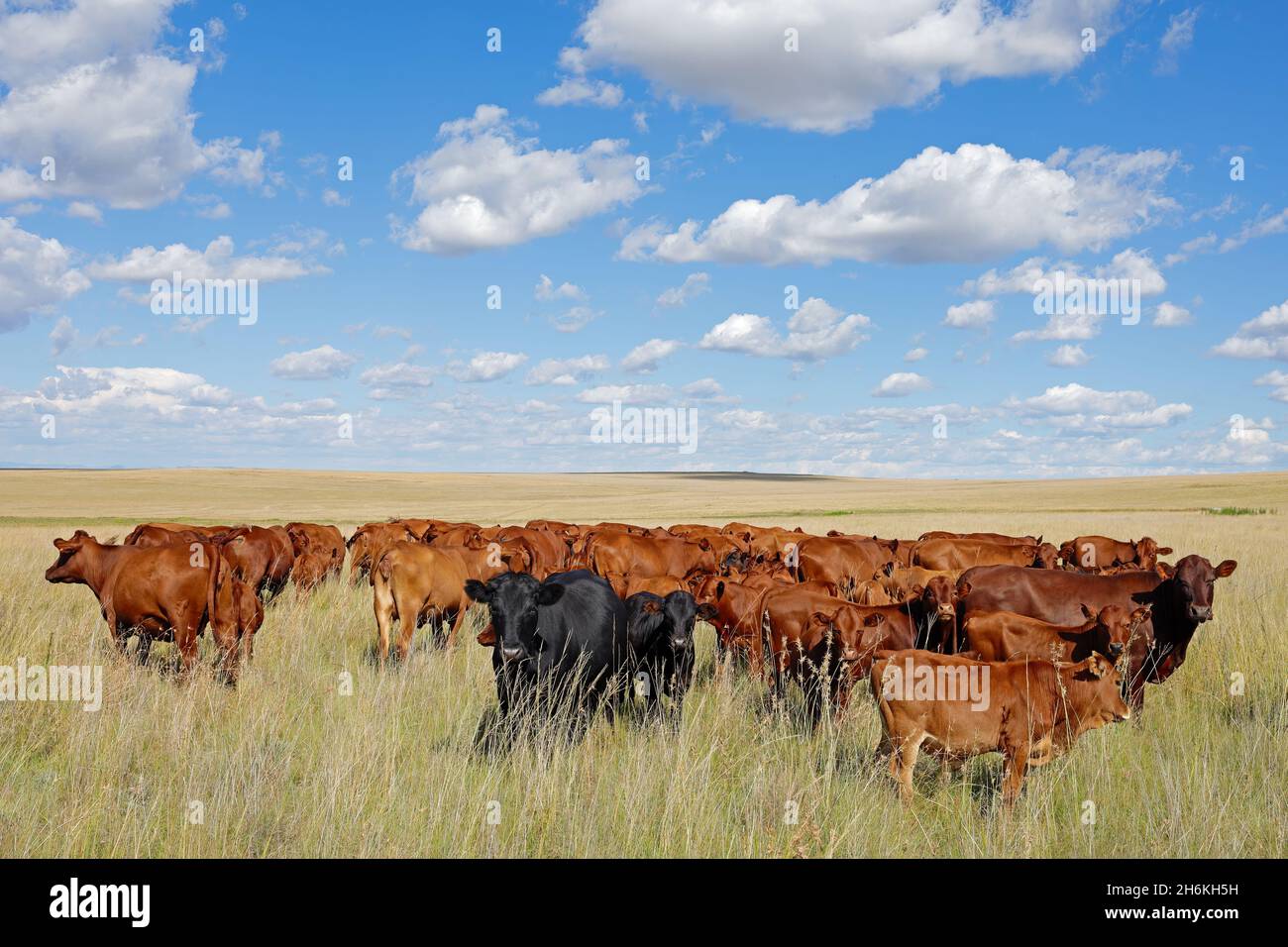 Herd of freerange cattle grazing in grassland on a rural farm, South