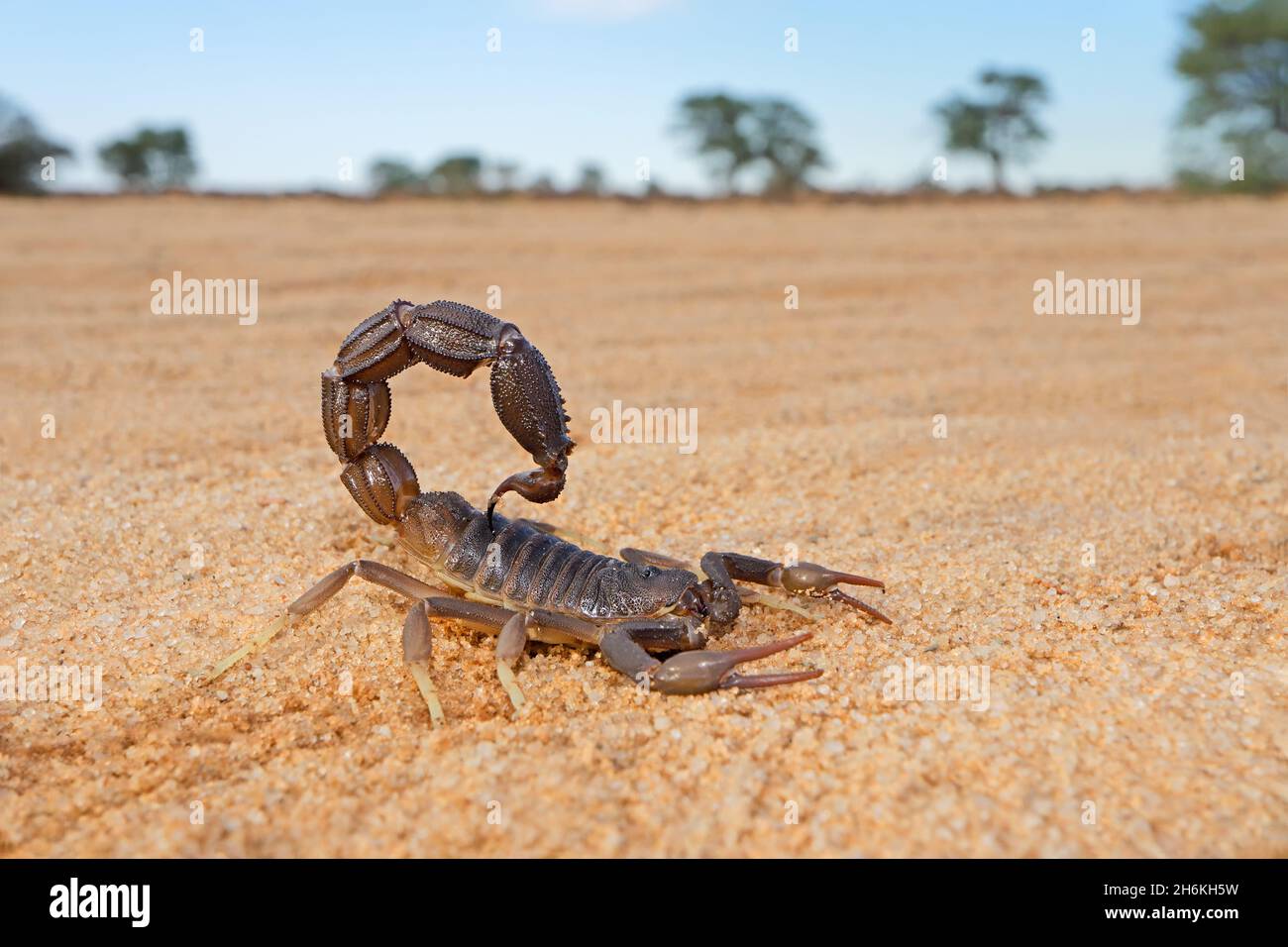 Granulated thick-tailed scorpion (Parabuthus granulatus), Kalahari desert, South Africa Stock Photo