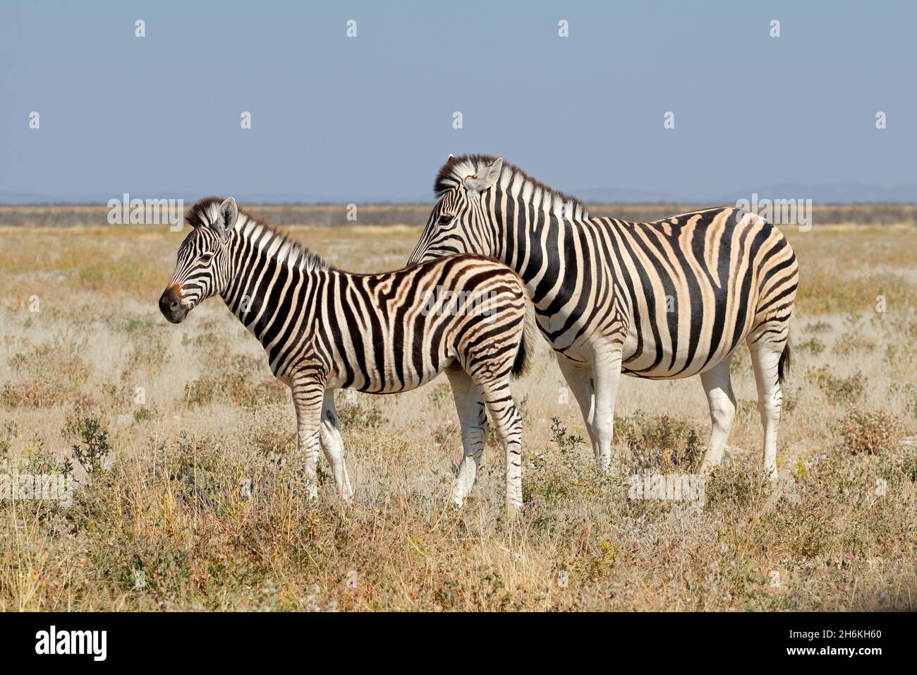 Zebras in etosha national hi-res stock photography and images - Alamy
