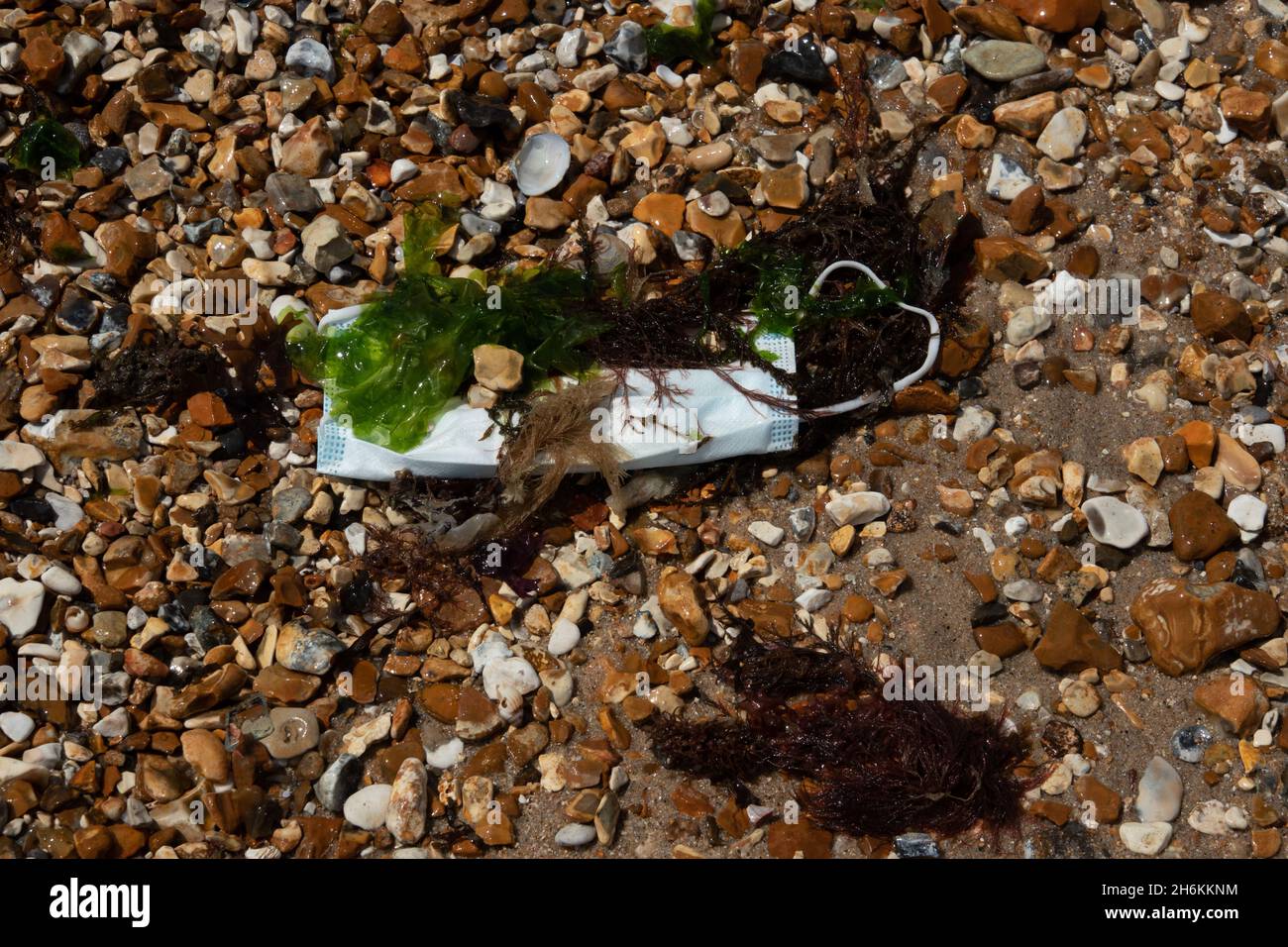 Face mask washed up on beach with seaweed attached Stock Photo
