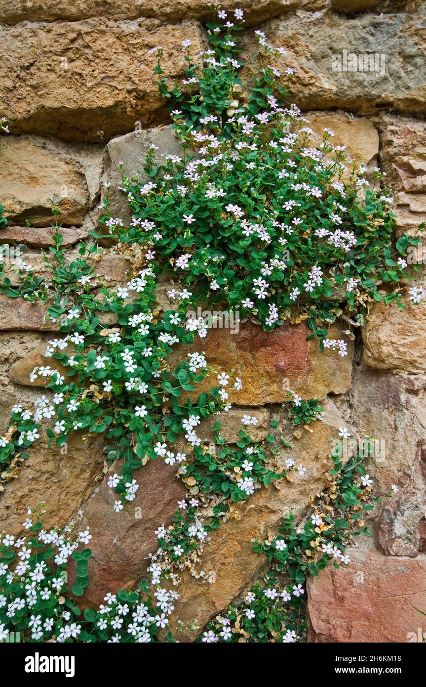Petrocoptis pyrenaica / Agrostemma pyrenaica / Lychnis aragonica in flower on stone wall, endemic species of the Pyrenees and the mountains of North S Stock Photo