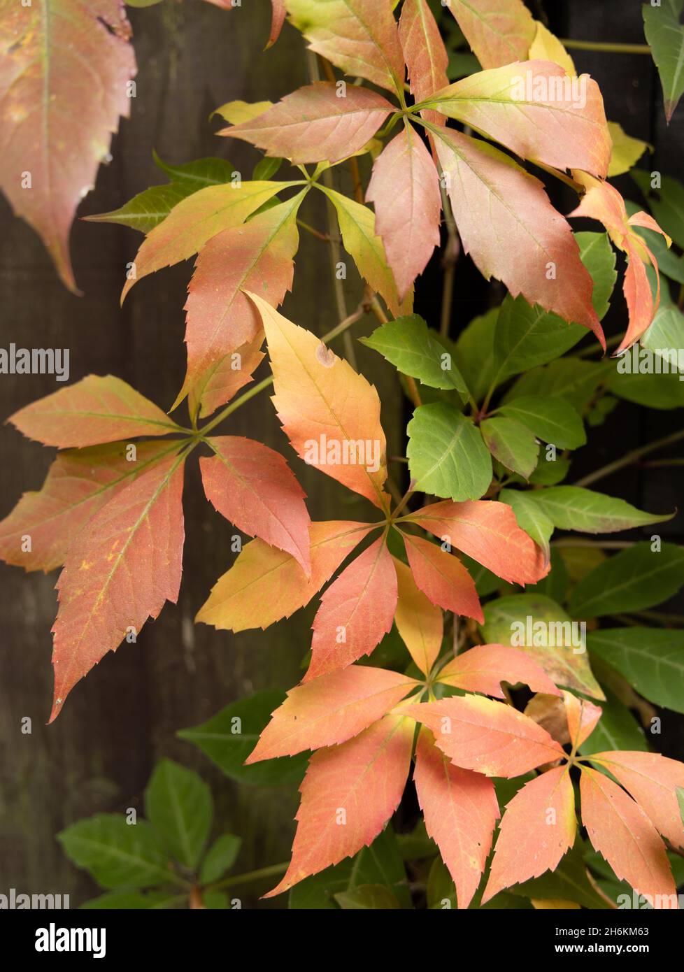 Closeup of golden autumn leaves Stock Photo