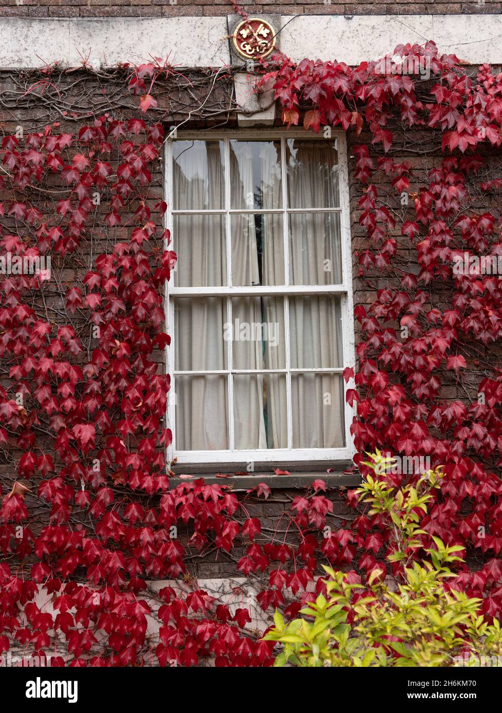 Red Autumn leaves covering the walls around window of Cambridge University college Peterhouse hostel Stock Photo