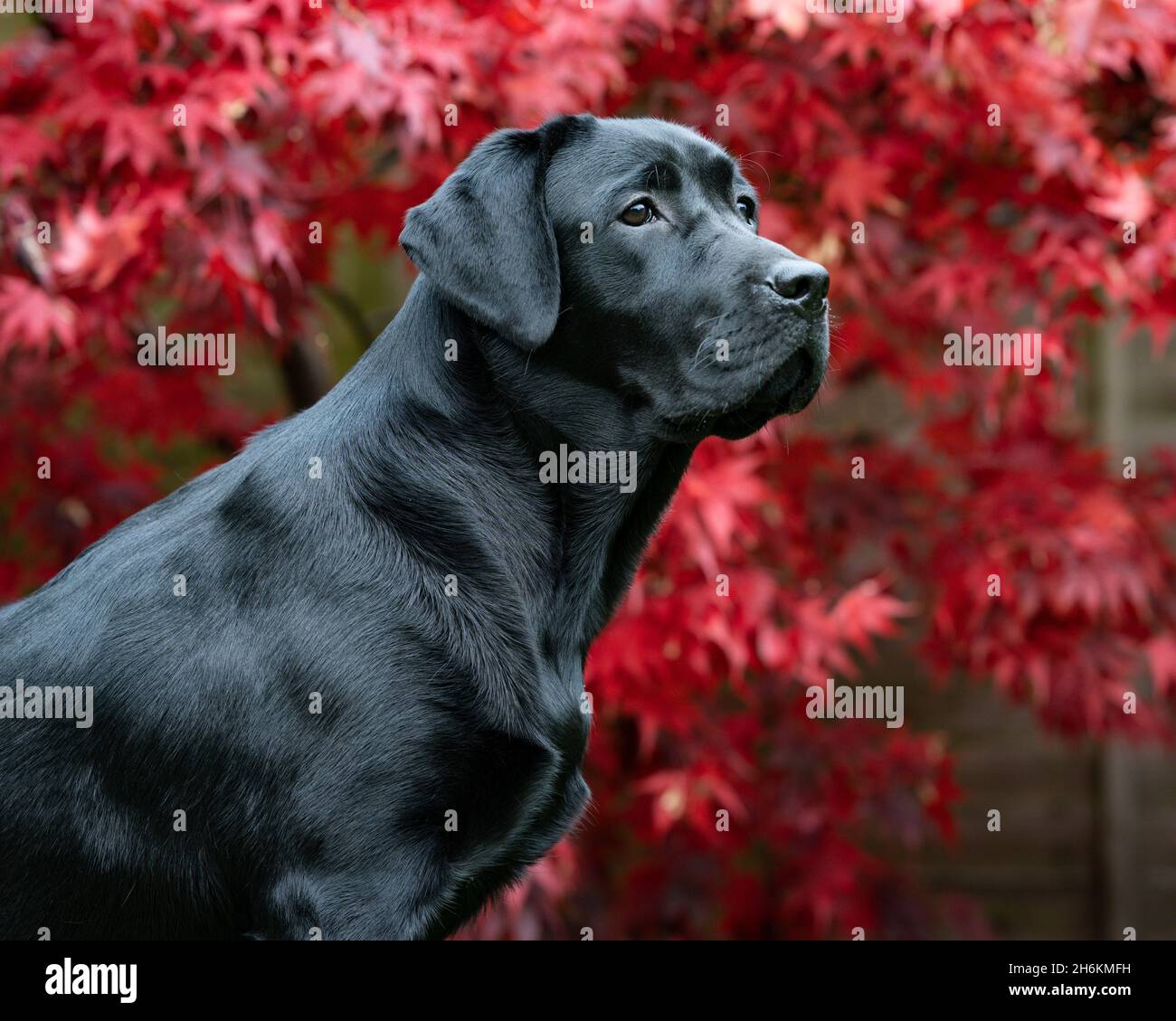 Eight month old Black Labrador Portrait with Acer background Stock Photo