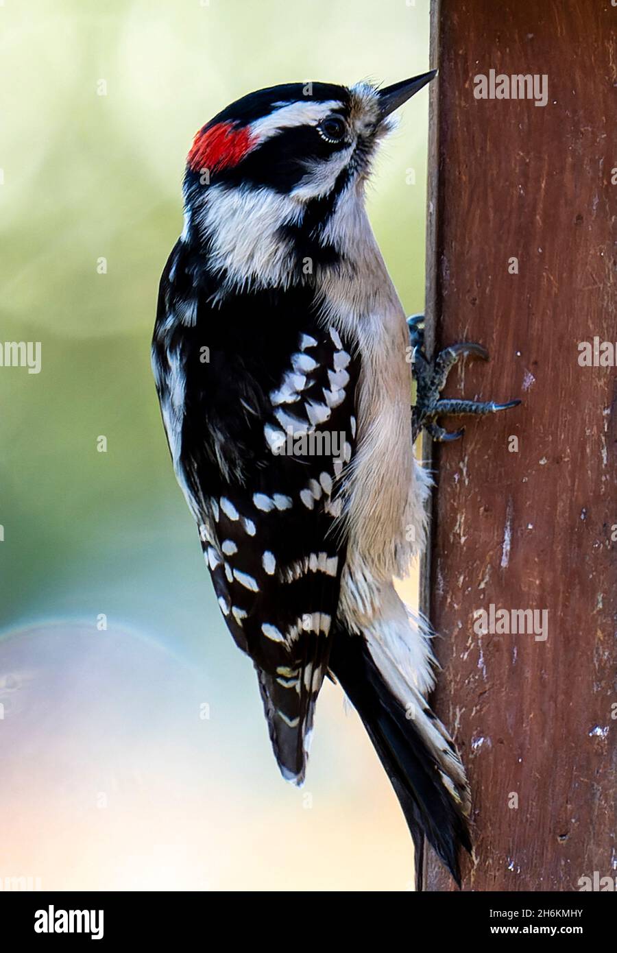 Woodpecker on the deck railing Stock Photo