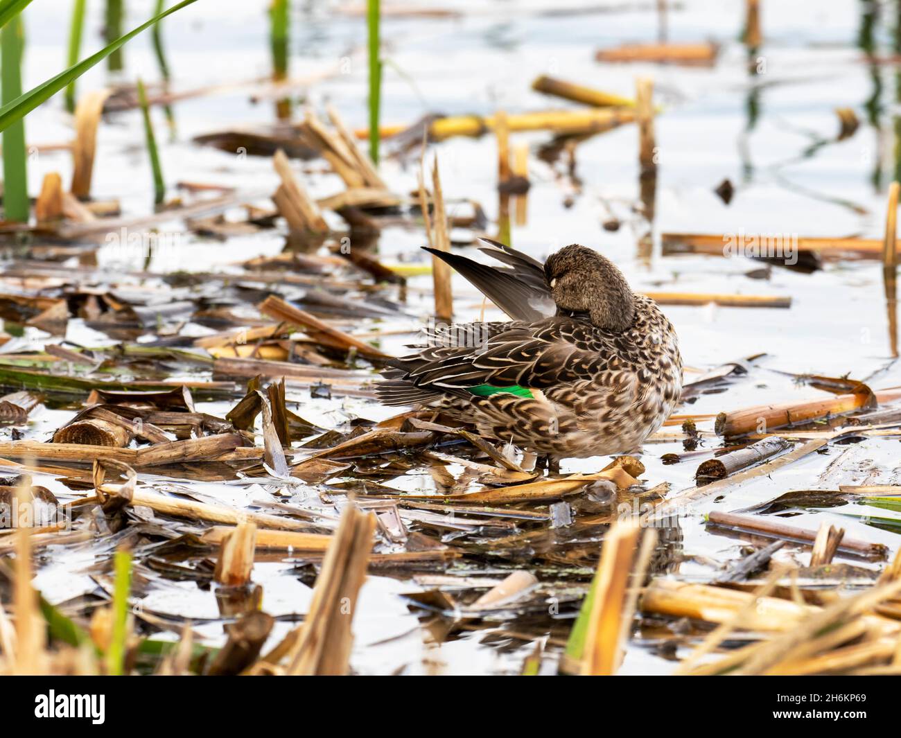 A female Teal preening at Leighton Moss; Lancashire; UK Stock Photo - Alamy