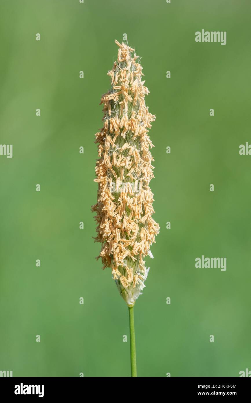 Macro shot of seeds on a meadow foxtail (alopecrus pratensis) plant Stock Photo