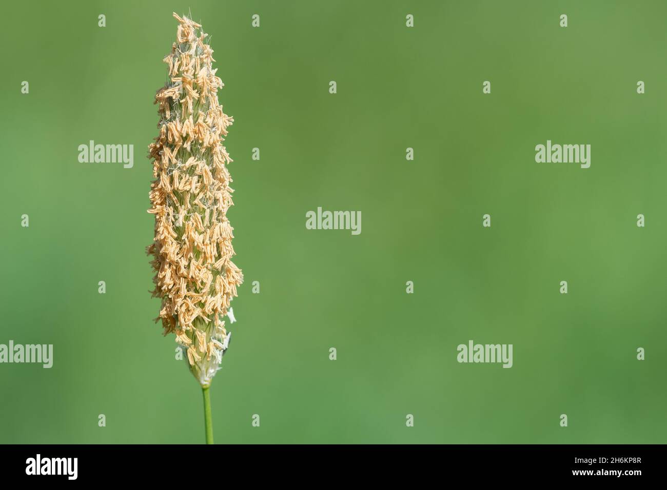 Macro shot of seeds on a meadow foxtail (alopecrus pratensis) plant Stock Photo