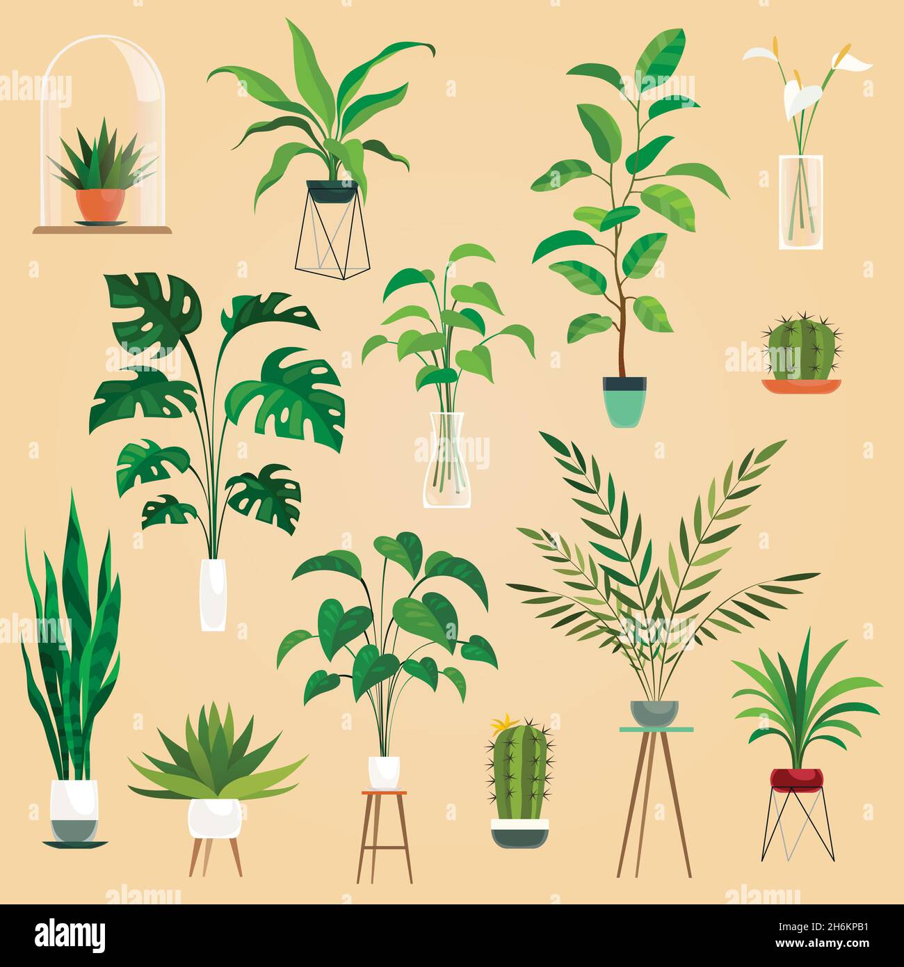 Plants in pots. Houseplant, succulent plants. Ficus planting in flowerpots vector isolated collection Stock Vector