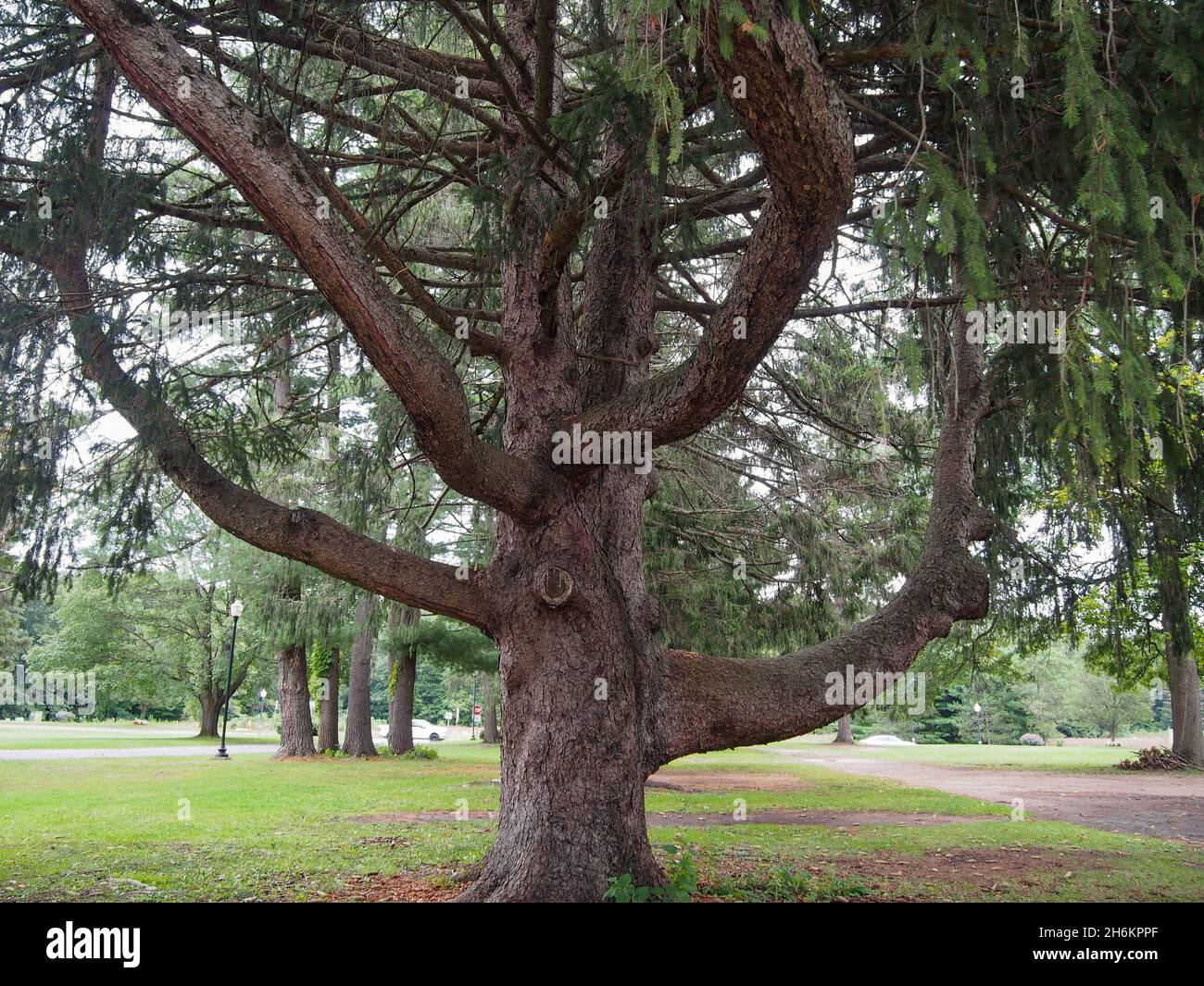 Majestic tree at Saratoga Spa State Park in Saratoga Springs, New York, USA, 2021 © Katharine Andriotis Stock Photo