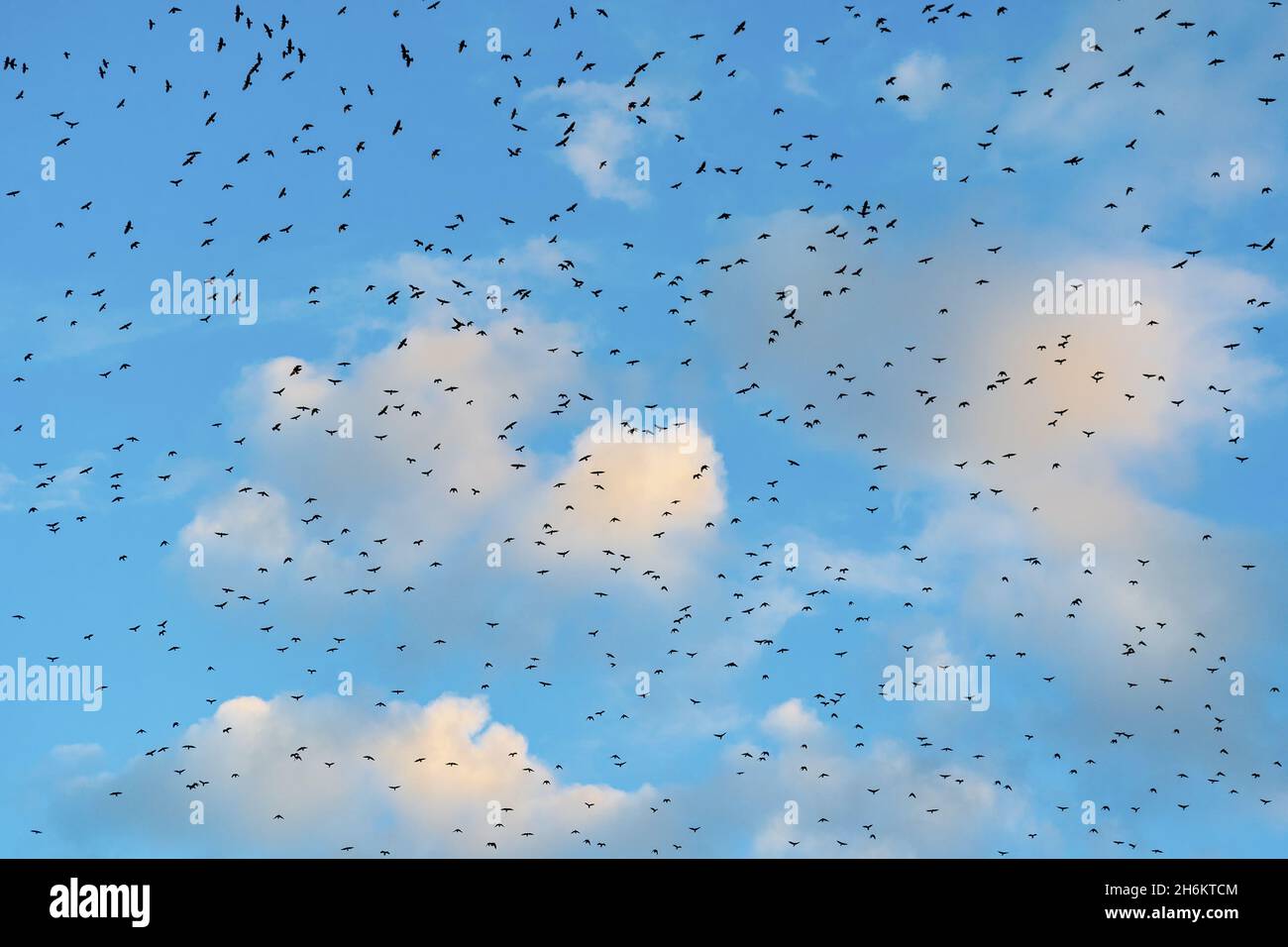 Large flock of black birds flies high in blue sky against backdrop of ...