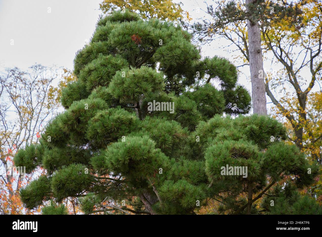 Pinus Nigra ssp. salzmanii. Stock Photo