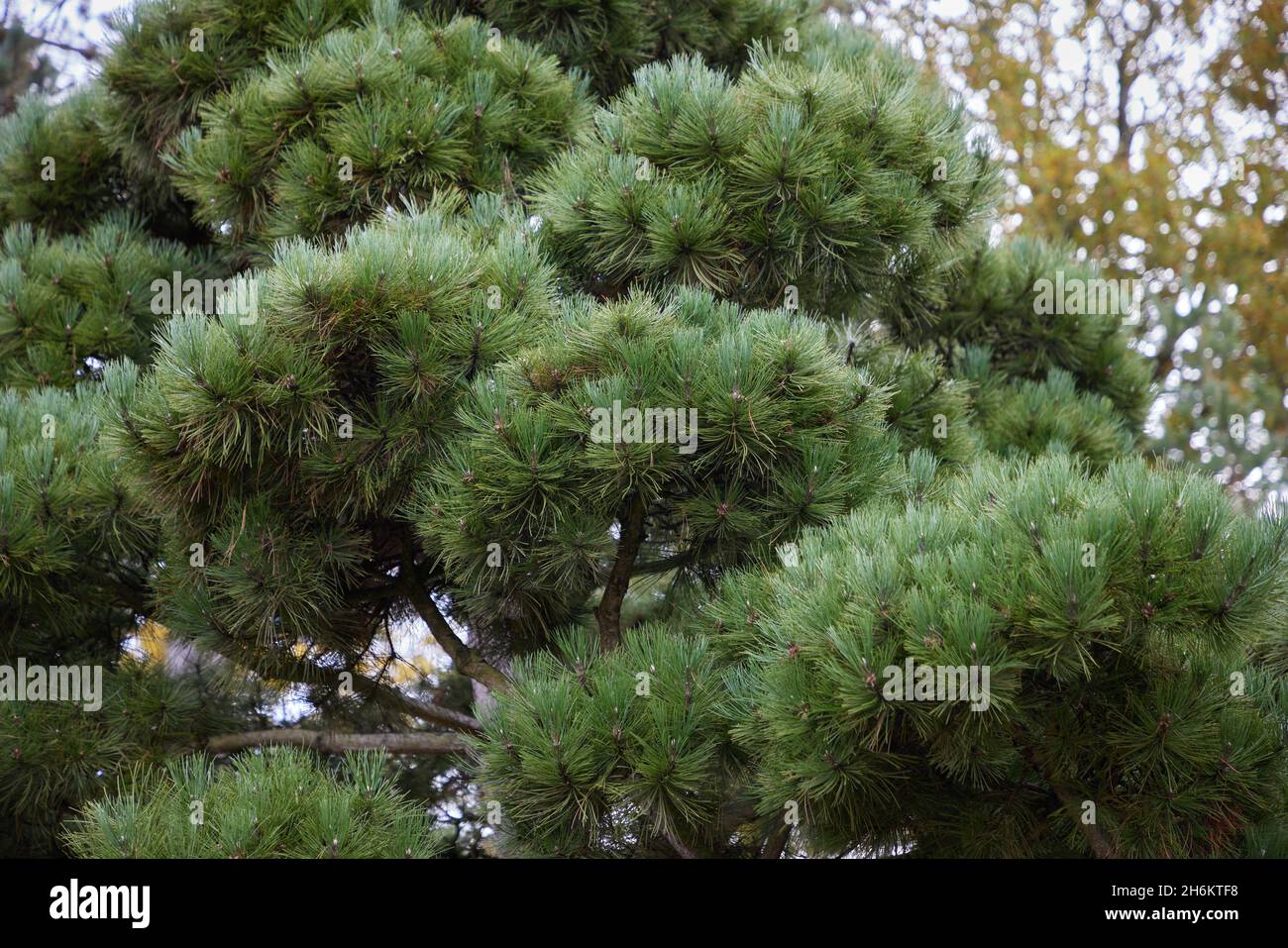 Pinus Nigra ssp. salzmanii. Stock Photo