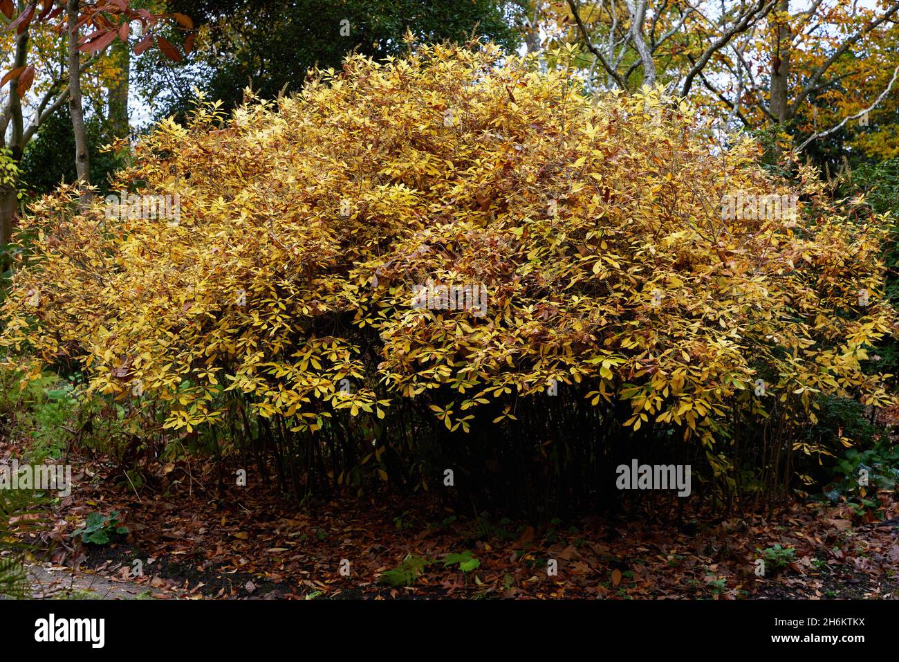Clethra alnifolia Rosea seen in the garden with autumn coloured leaves. Stock Photo