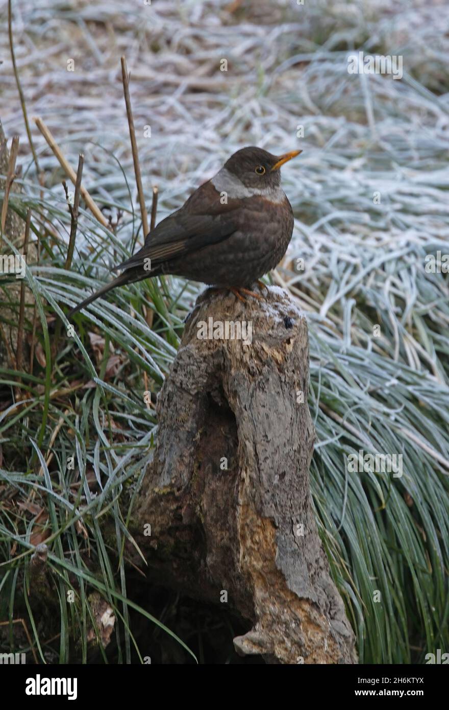 White-collared Blackbird (Turdus albocinctus) female perched on dead stump on frosty morning Kathmandu, Nepal        February Stock Photo
