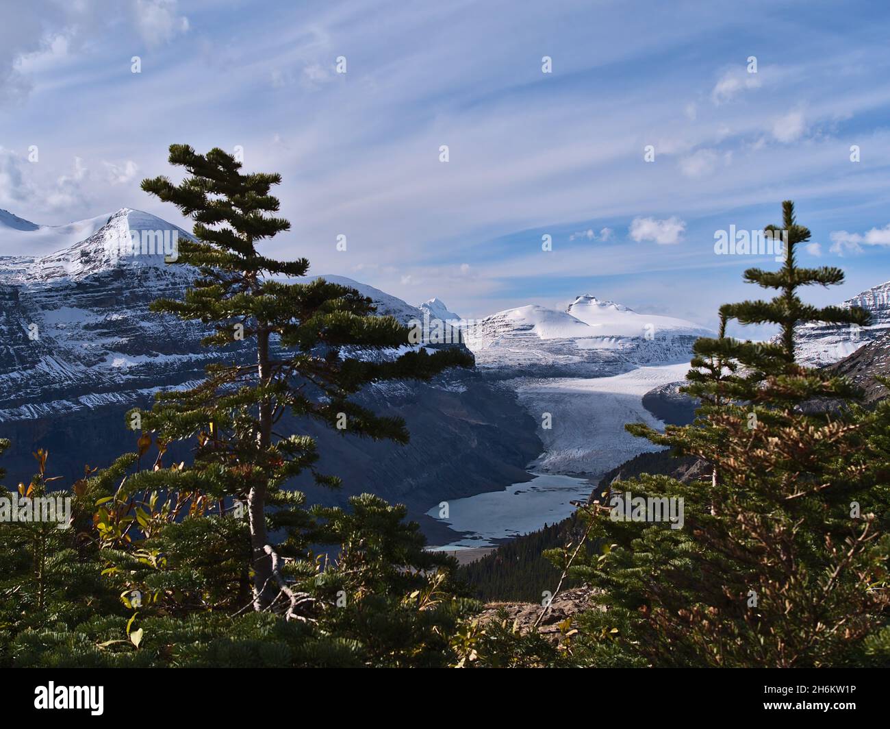 Beautiful view of Saskatchewan Glacier through the branches of coniferous trees on Parker Ridge in Banff National Park, Alberta, Canada in the Rockies. Stock Photo