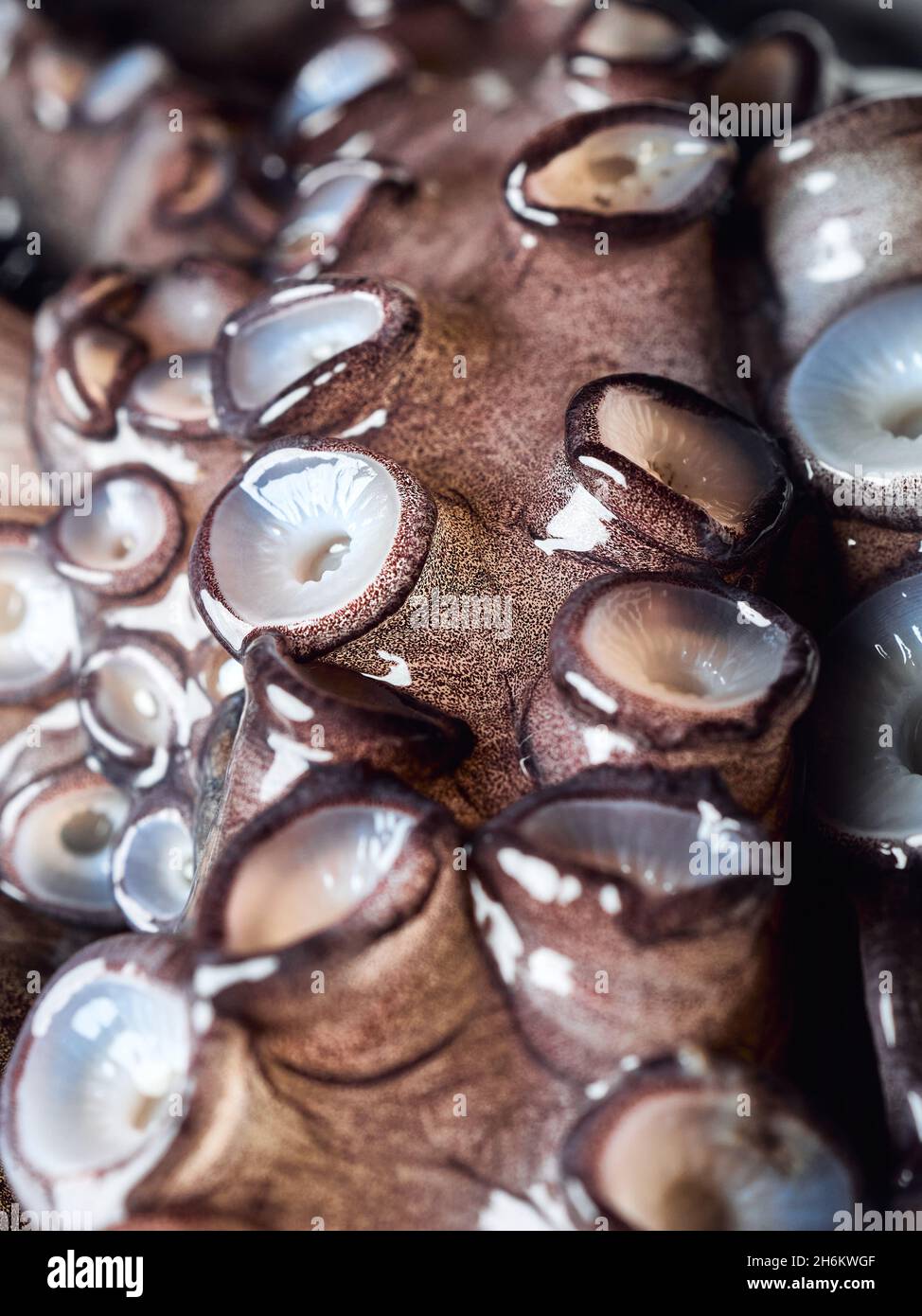 Raw octopus with suckers, extreme close up look, no people, vertical image Stock Photo