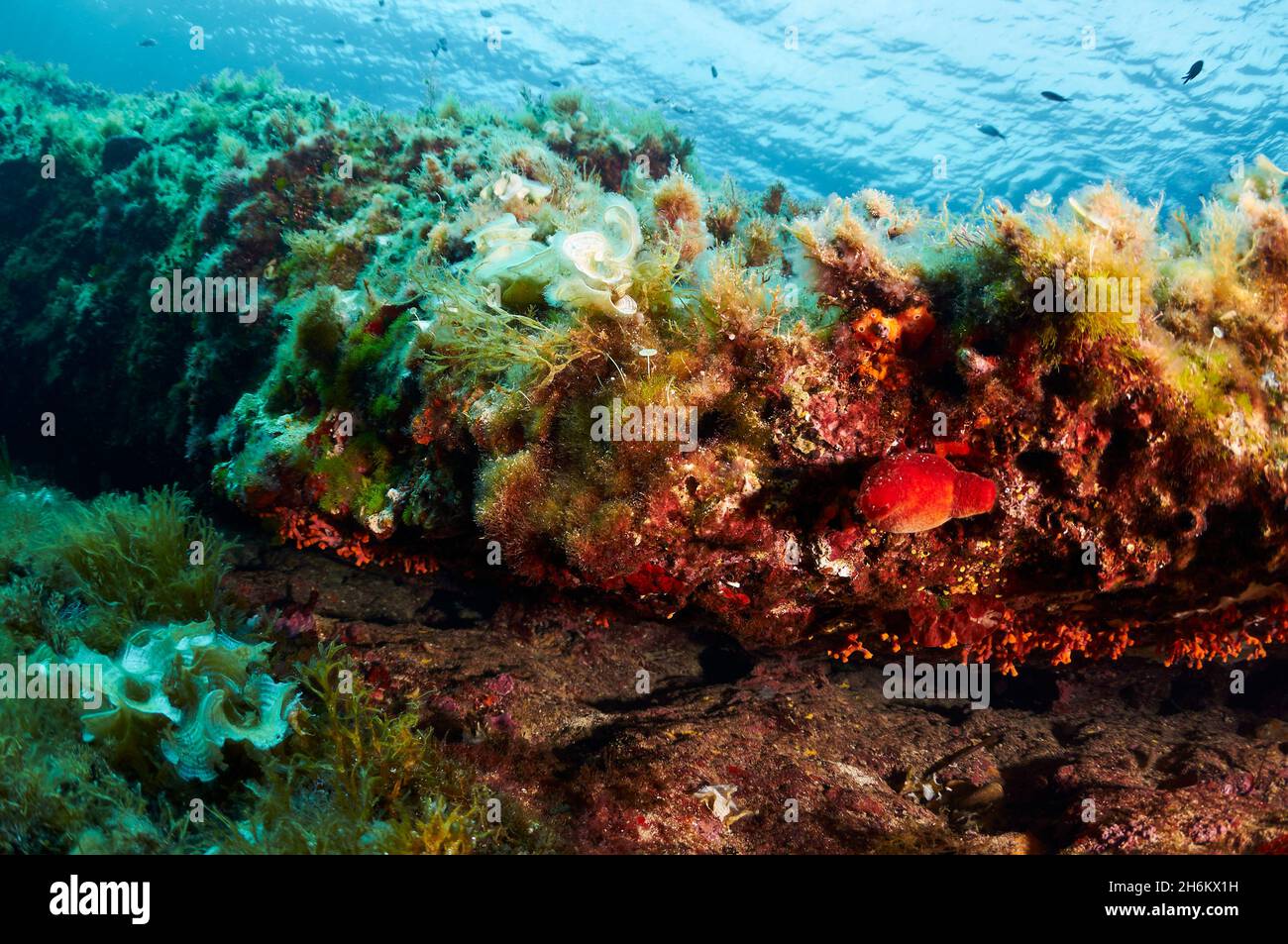 Underwater view of red sea-squirt (Halocynthia papillosa) and encrusting marine life in Ses Salines Natural Park (Formentera, Mediterranean sea,Spain) Stock Photo