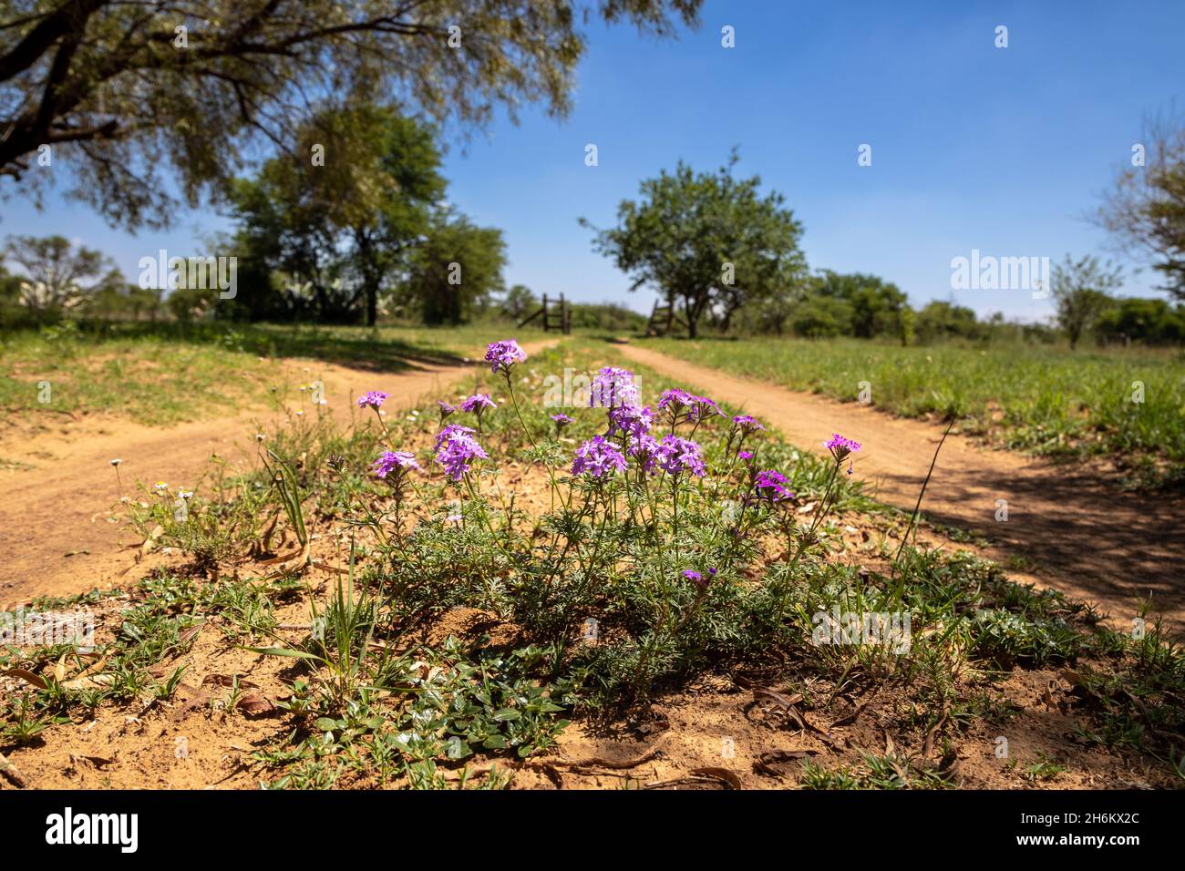 Selective focus on purple flowers in the foreground with a landscape scene out of focus in the background Stock Photo