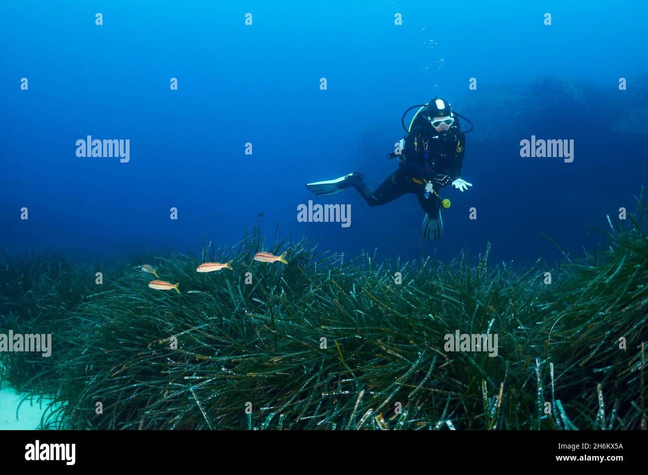 Underwater view of a female scuba diver among Neptune seagrass (Posidonia oceanica) meadow in Ses Salines Natural Park (Mediterranean sea, Spain) Stock Photo