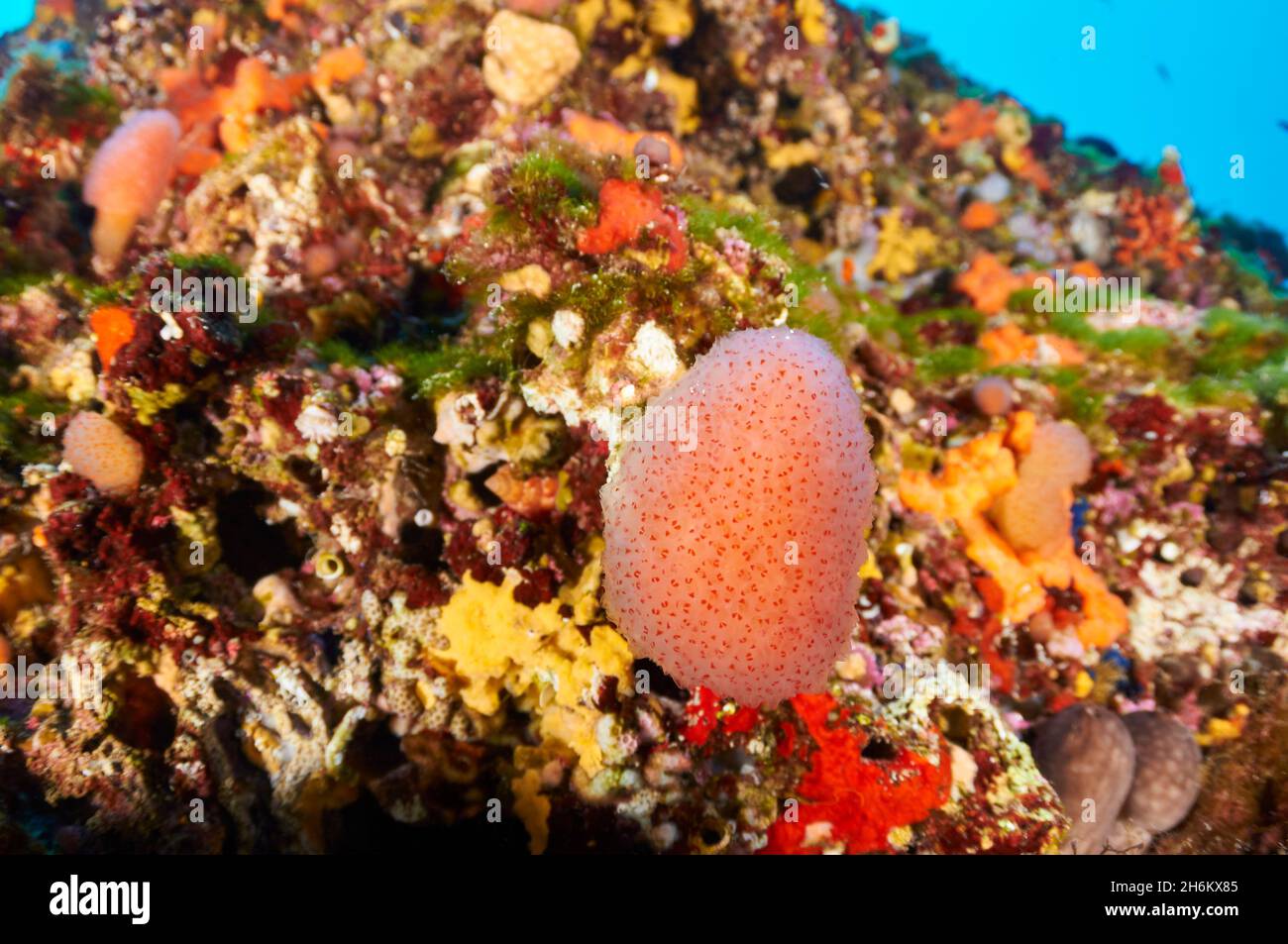 Underwater view of colonial sea squirt (Aplidium proliferum) and marine life in Ses Salines Natural Park (Formentera, Mediterranean sea, Spain) Stock Photo