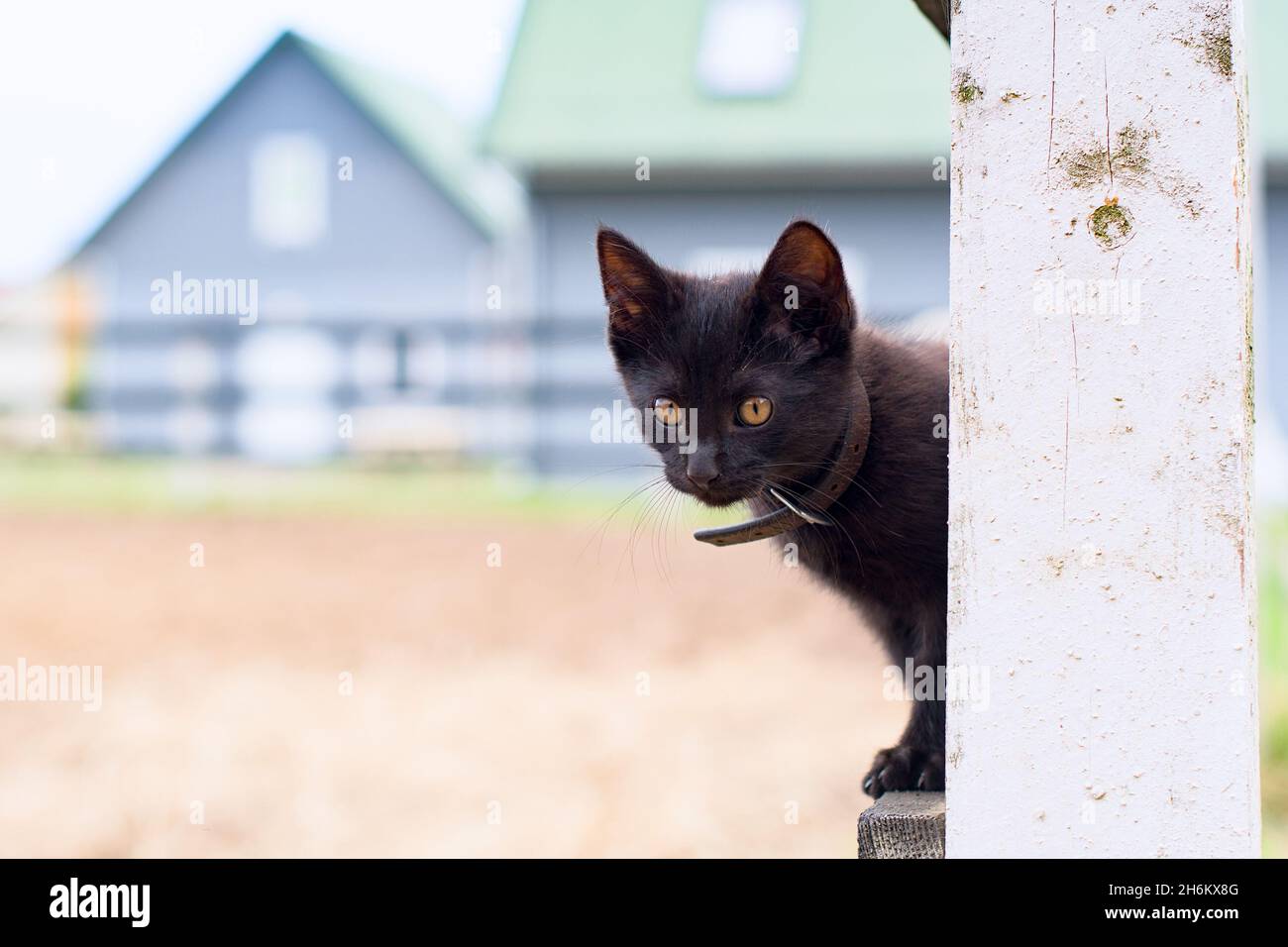 Cat is walking on a fence Stock Photo - Alamy