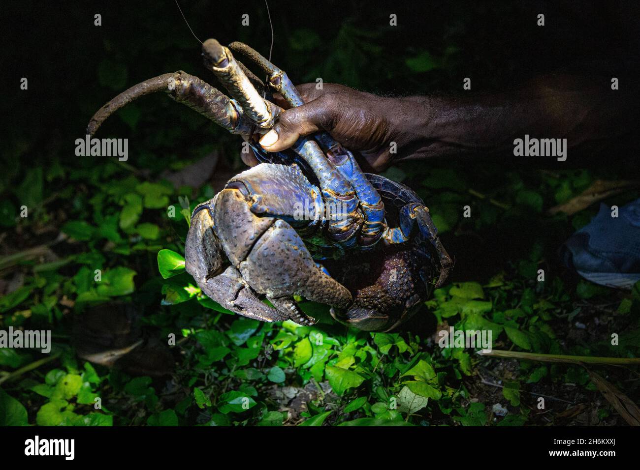 Large Coconut Crab on Tetepare Island, a nature reserve in the Solomon Islands. Stock Photo
