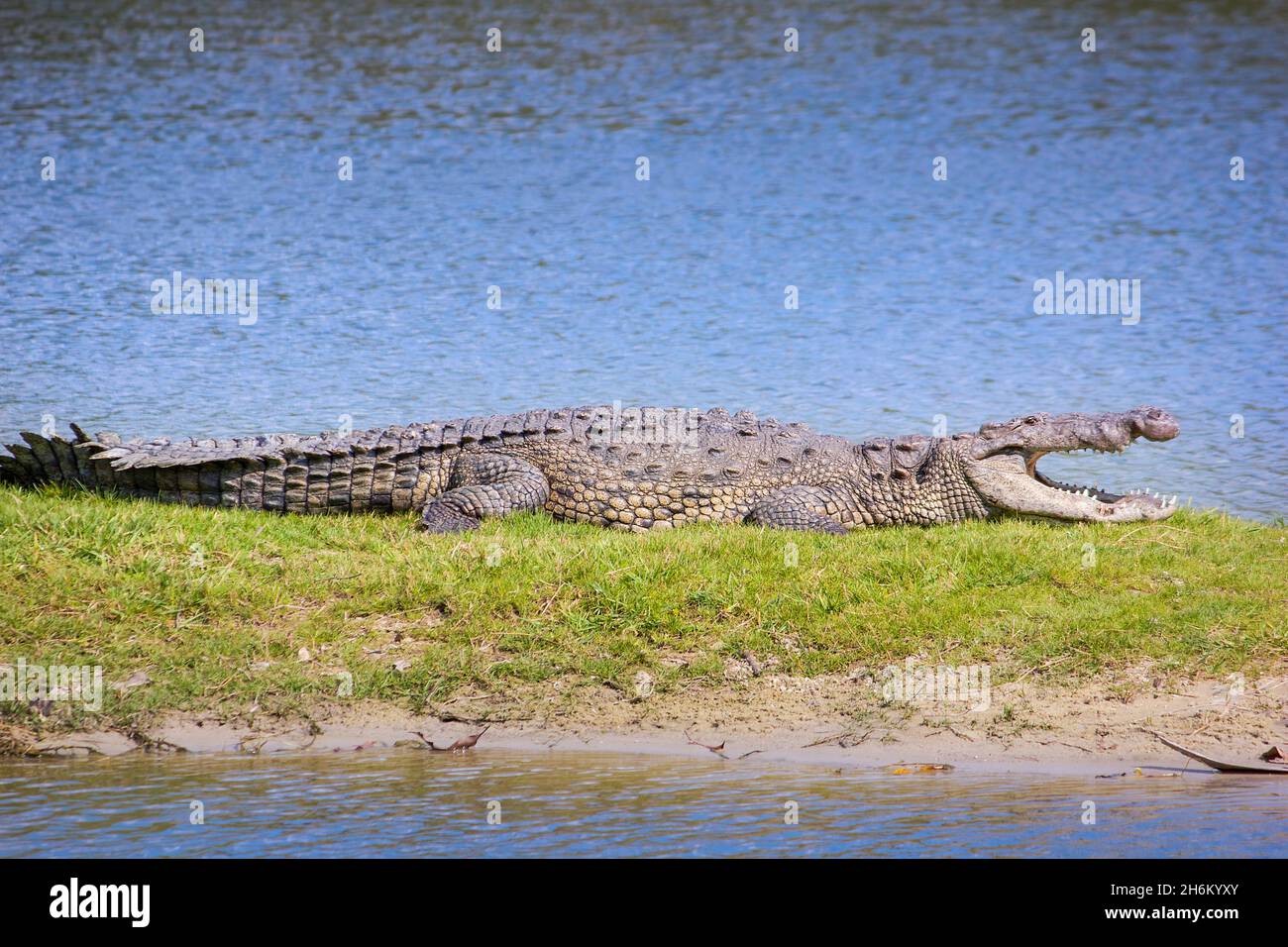 An American Crocodile basks in the sun in Everglades National Park. During the cooler months alligators and crocodiles stay in the sun to keep warm. Stock Photo