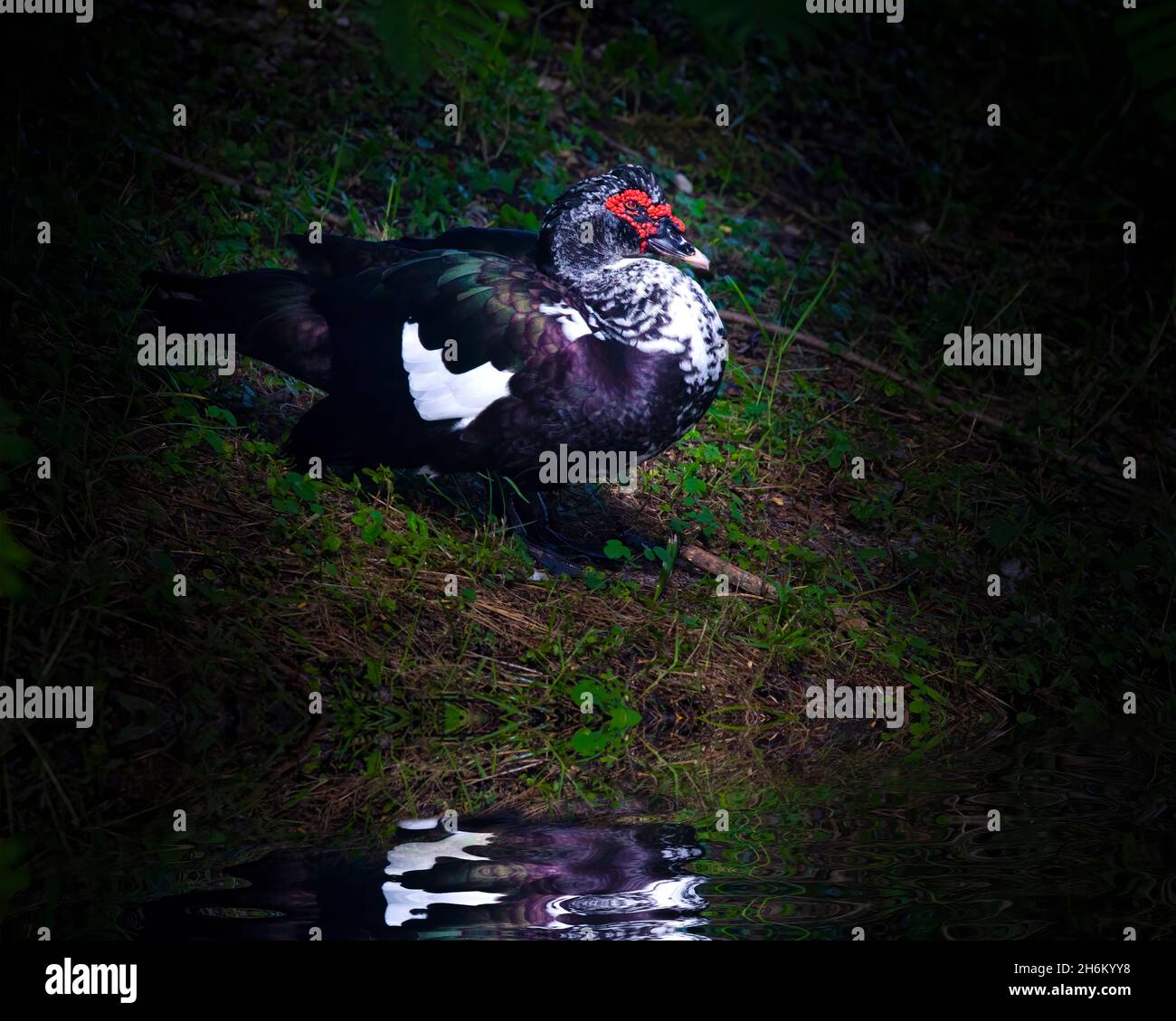 A Muscovy Duck basks in the sun in Fort Lauderdale, FL. These ducks are very common in South FLorida and can often be seen  around local canals. Stock Photo