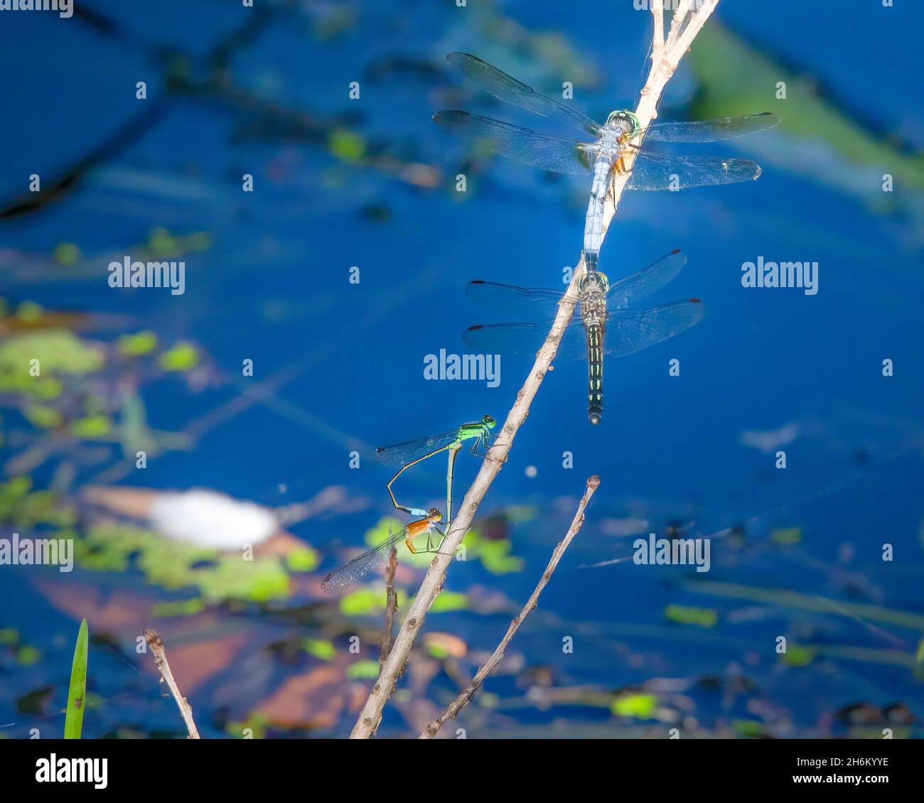 Two sets of dragonflies mating by a small pond in the Florida Everglades. Stock Photo
