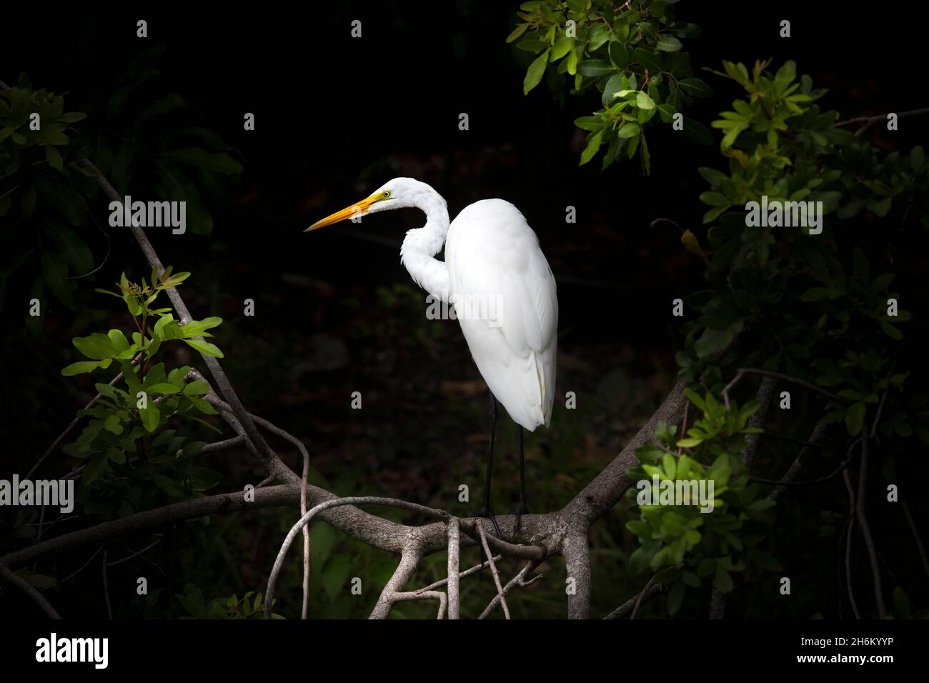 A Great White Egret framed by the branches of a tree create a beautiful portrait. Stock Photo