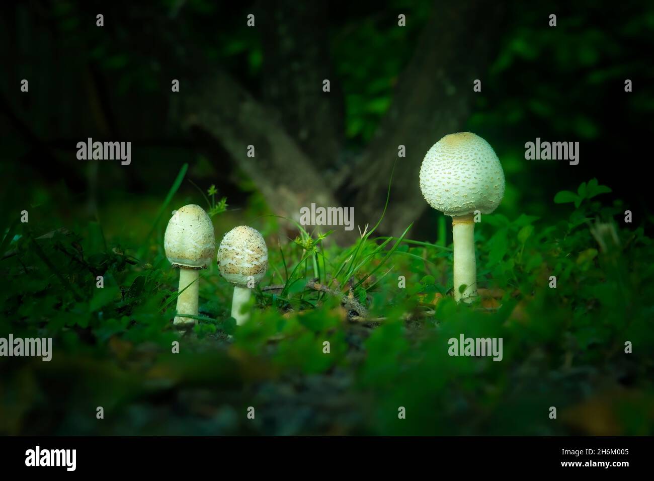 A group of Lepista Mushrooms grow in a grassy field in South Florida. These mushrooms are often seen growing in yards especially during the spring. Stock Photo