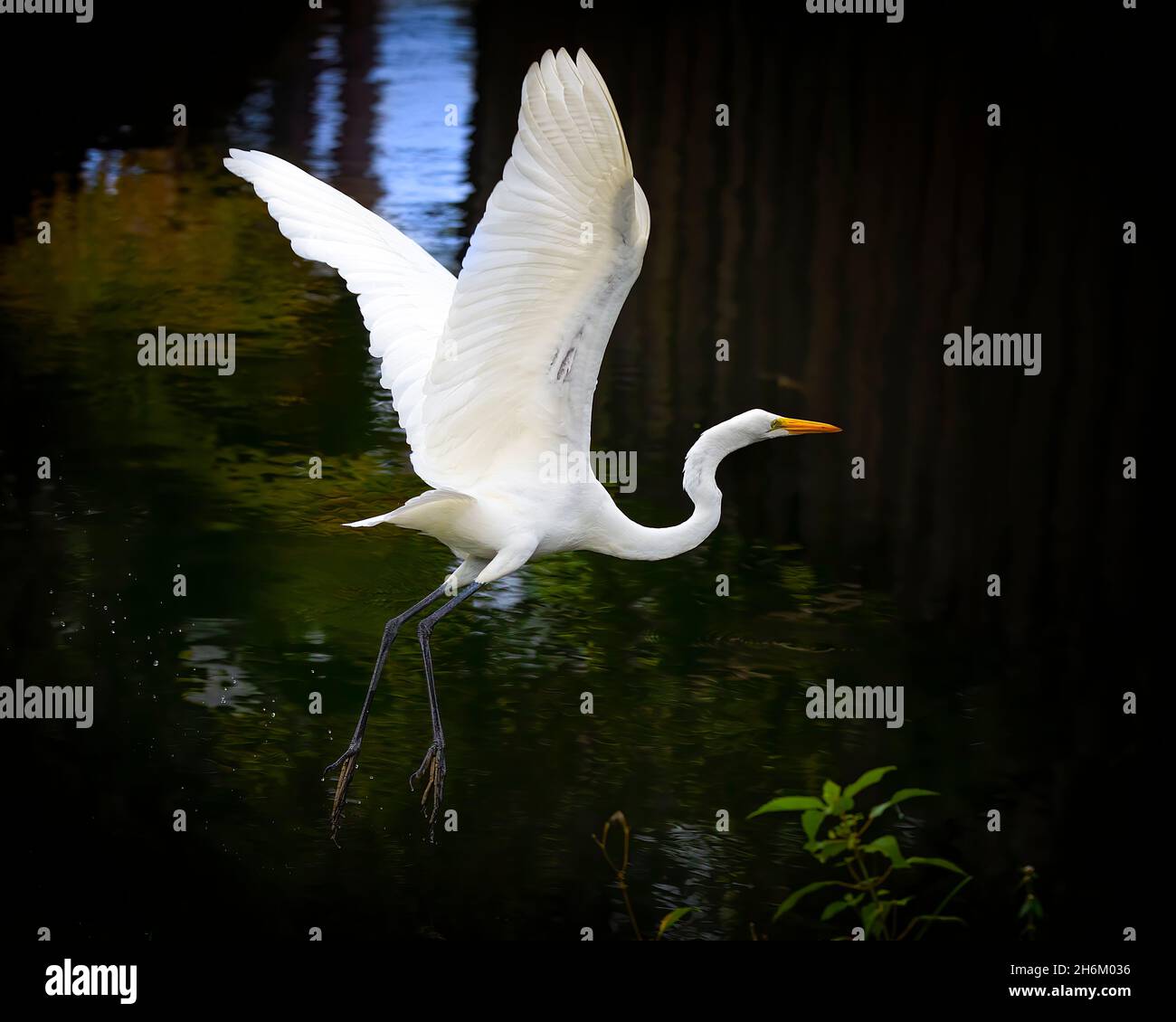 A Great White Egret takes flight over a small creek in Fort Lauderdale, FL. Stock Photo