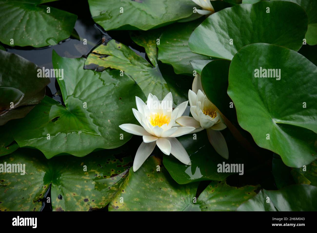 Nymphaea L. 1753, angiosperm plant belonging to the Ninfeaceae family with very large and decorative aquatic flowers. Stock Photo