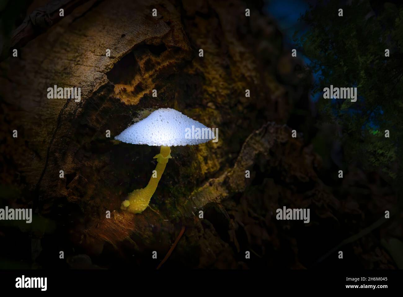 An agaricaceae mushroom growing on a fallen tree trunk seems to glow from within in the Florida Everglades. Stock Photo
