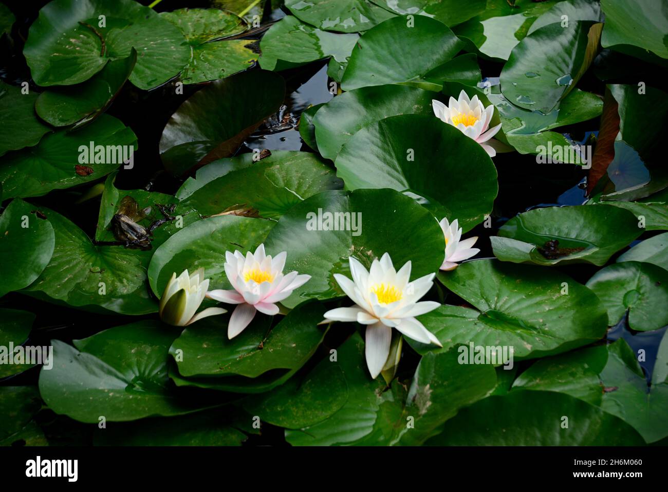Nymphaea L. 1753, angiosperm plant belonging to the Ninfeaceae family with very large and decorative aquatic flowers. Stock Photo