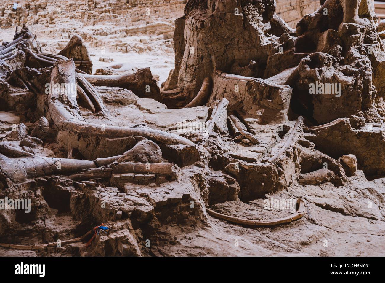 Hot Springs, South Dakota -10.2021: bones being excavated at the Mammoth Dig site caused by a collapsed sink hole Stock Photo