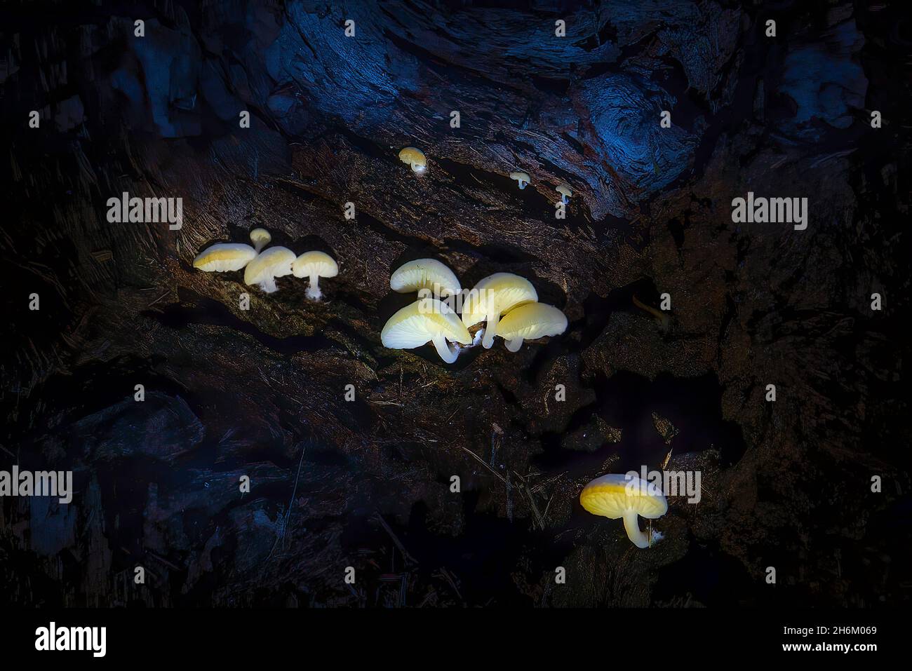 Small mushrooms grow on the inside of a fallen tree trunk in a wooded area of the Florida Everglades. Stock Photo