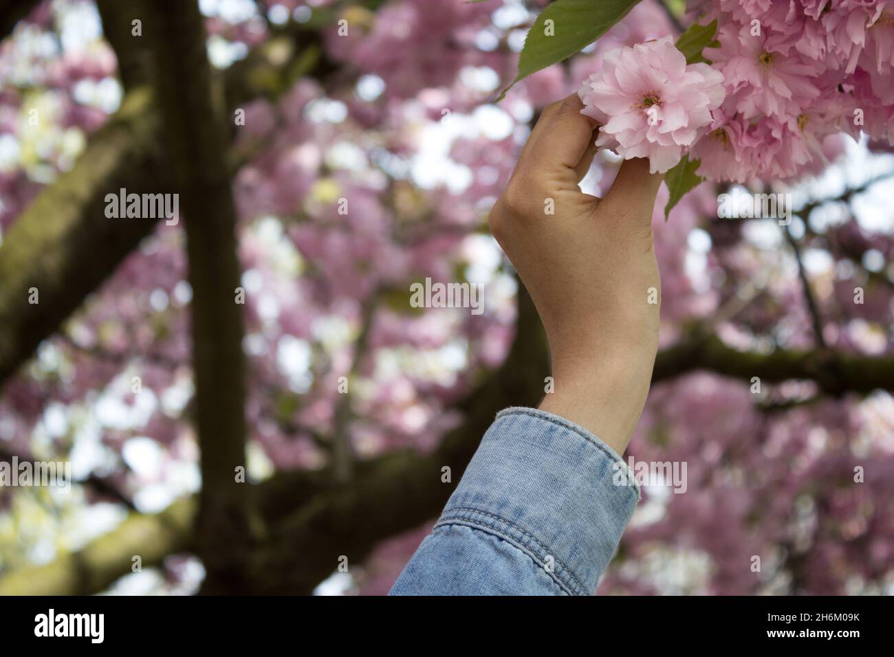 Blossom, Picking a Pink Flower Stock Photo