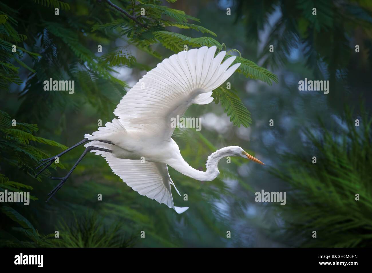A Great White Egret takes flight from a Royal Poinciana tree in Everglades National Park. Stock Photo