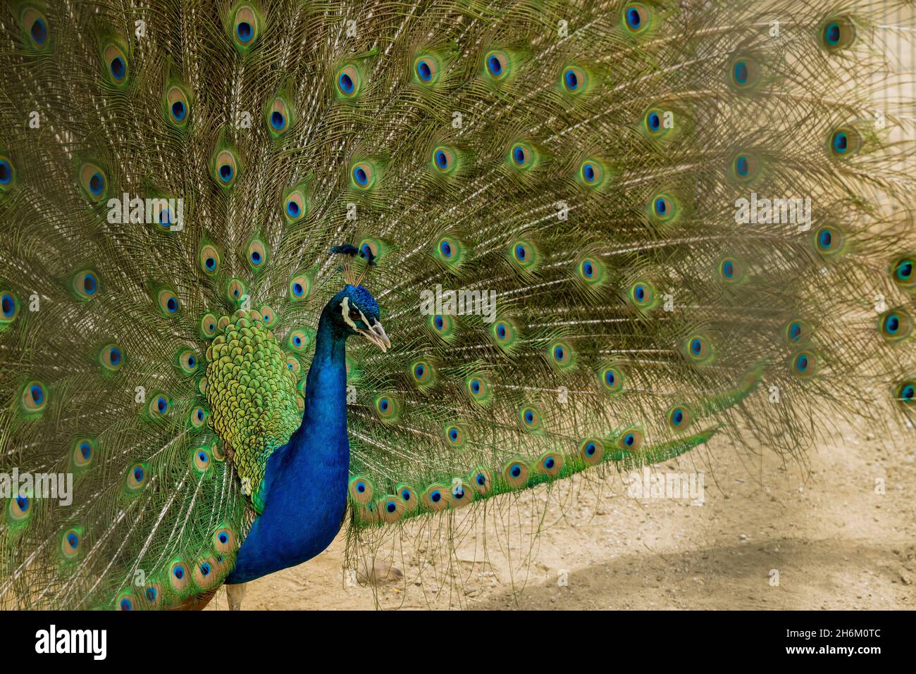 Elegant colorful blue peacock with open tail. Close up Stock Photo - Alamy