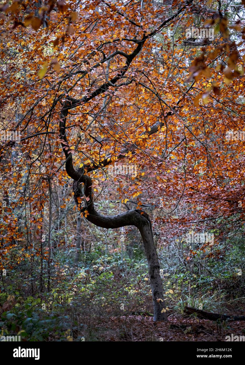 A bent and twisted Beech tree in a blaze of autumn colour in woodland in Worcestershire, England. Stock Photo
