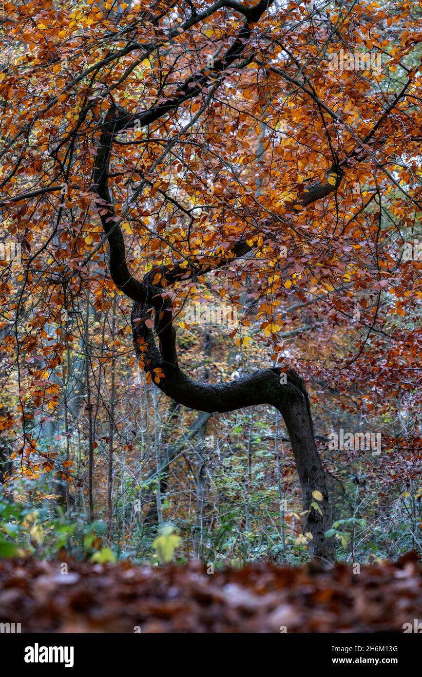 A bent and twisted Beech tree in a blaze of autumn colour in woodland in Worcestershire, England. Stock Photo