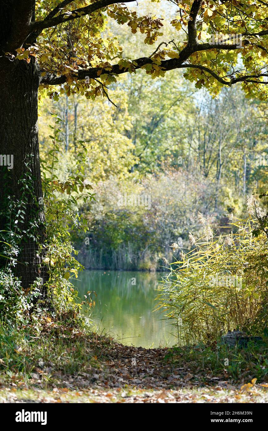 Vertical shot of the lake in the forest Stock Photo - Alamy