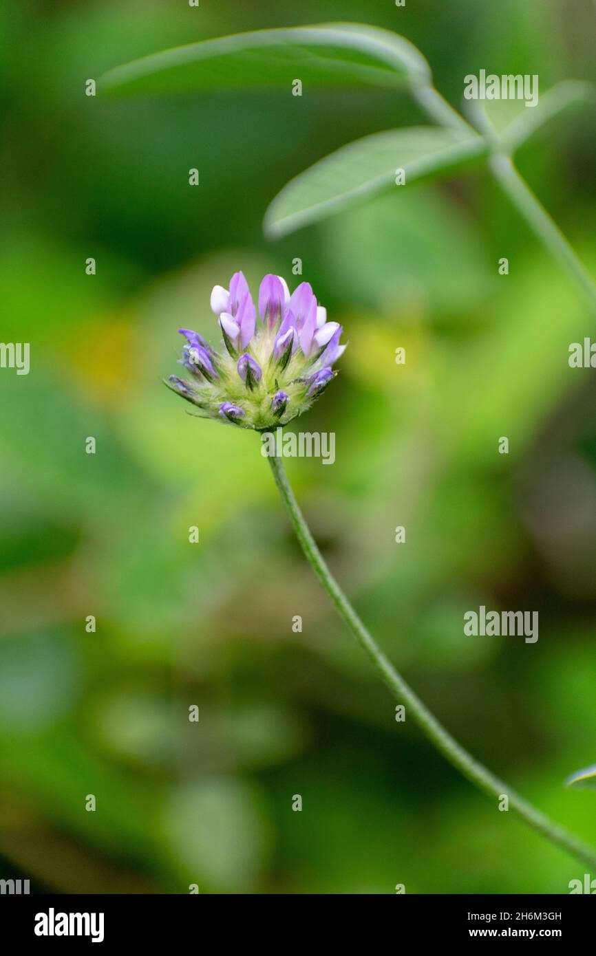 Selective focus shot of bituminaria bituminosa (Arabian pea) in the garden Stock Photo