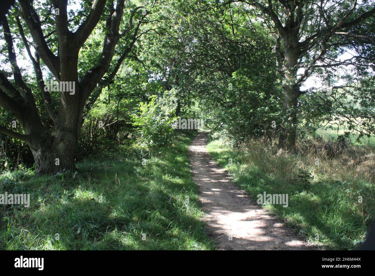 A woodland pathway in summer with trees and a grass for walkers near